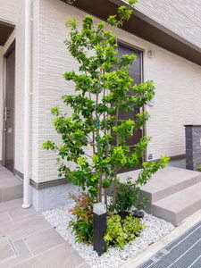 シャーメゾン　シスコート 0202号-3