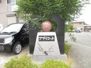 アプリコット 0102号-13