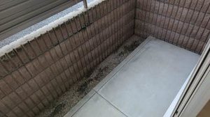 シャーメゾン矢田 0103号-15