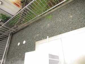 アプリコット 0102号-10