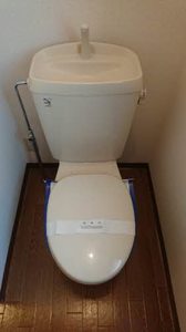 セントポーリアＡ．Ｂ A202号-12