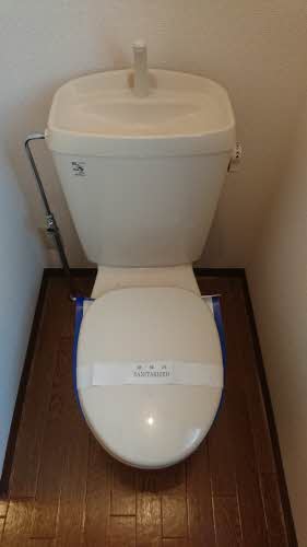 セントポーリアＡ．Ｂ A202号-12