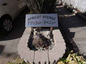 Apricot Avenue 106号-2