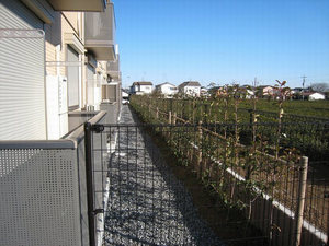 チャ・ベーネⅢ 202号-15