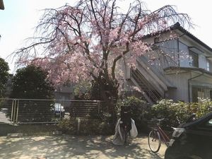 チェリー武蔵野 101号-12