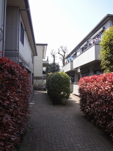 ゼルコバ　Ａ 102号-15