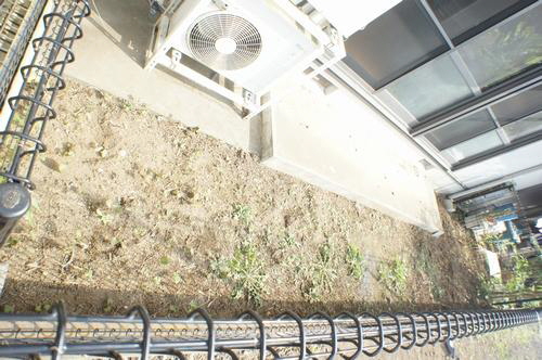 グリーングラスＫ 103号-13