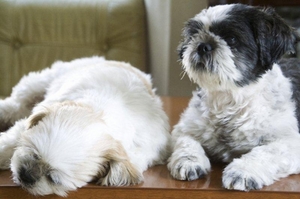 Ｍｏｎ　Ｃｈｉｅｎ 202号-15