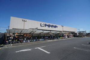 Ｃｈａｔｏｎ 101号-14