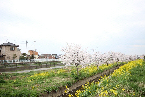 ＳｕｇａｙａＶｉｌｌａｇｅⅠ 102号-15