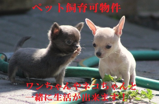 プラチナトラスト Ⅲ 101号-15