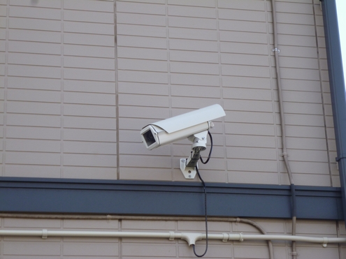 コトーカブト 203号-3