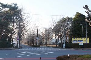 gem viola B 102号-13