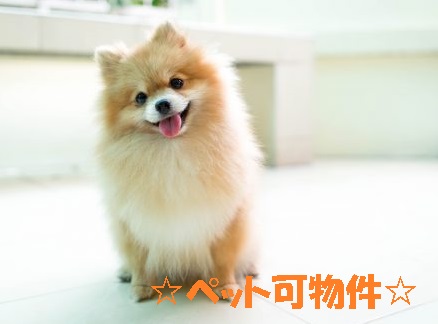 セルディーナ 203号-11