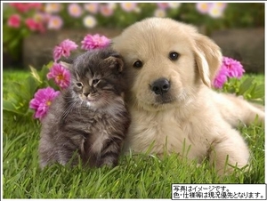 グリシナ 301号-4