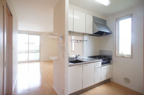 カーネーション　Ｄ 203号-4