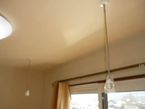 ロベリア 0202号-5