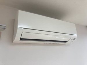 Brownie今朝白 0201号-11