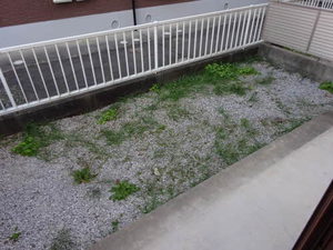 エスポワール三蔵子 0101号-11