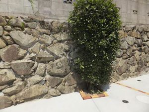 グリーンヒルズ勝田 A0102号-11