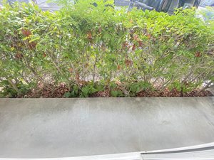 サニーベイル　１番館 A0101号-8