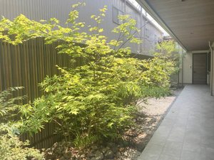 アルフラット　サクラ A0203号-2