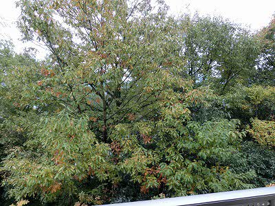 カルムハイツ A0201号-14