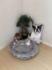 キングヴィアル A0103号-12