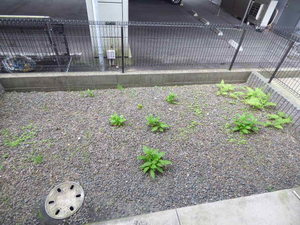 ハリー・ファースト　＊＊ A0101号-10