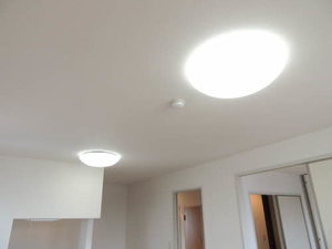 プランドール雄　＊ A0204号-4