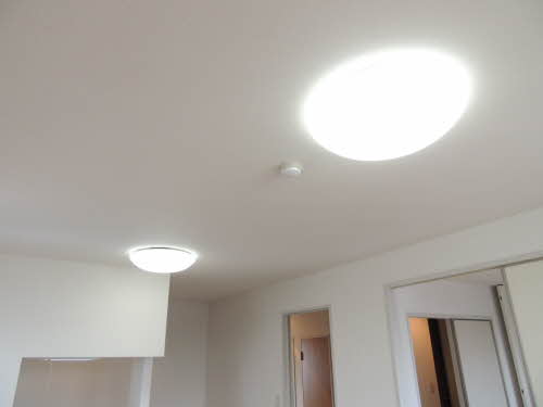 プランドール雄　＊ A0204号-4