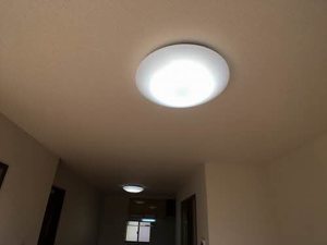 フローレンス・トリイ ** A0201号-12