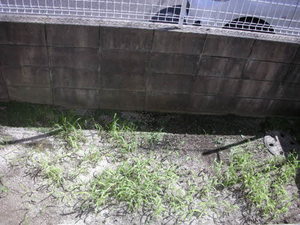 セレッソ若葉台　Ａ棟　＊＊ A0101号-15