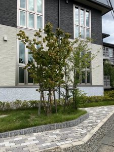 フィオレンティーナＦ 101号-12