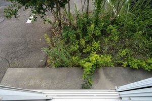 グリーンピース 101号-11