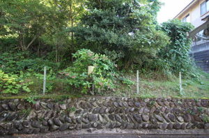 フレグランス黒松 102号-12